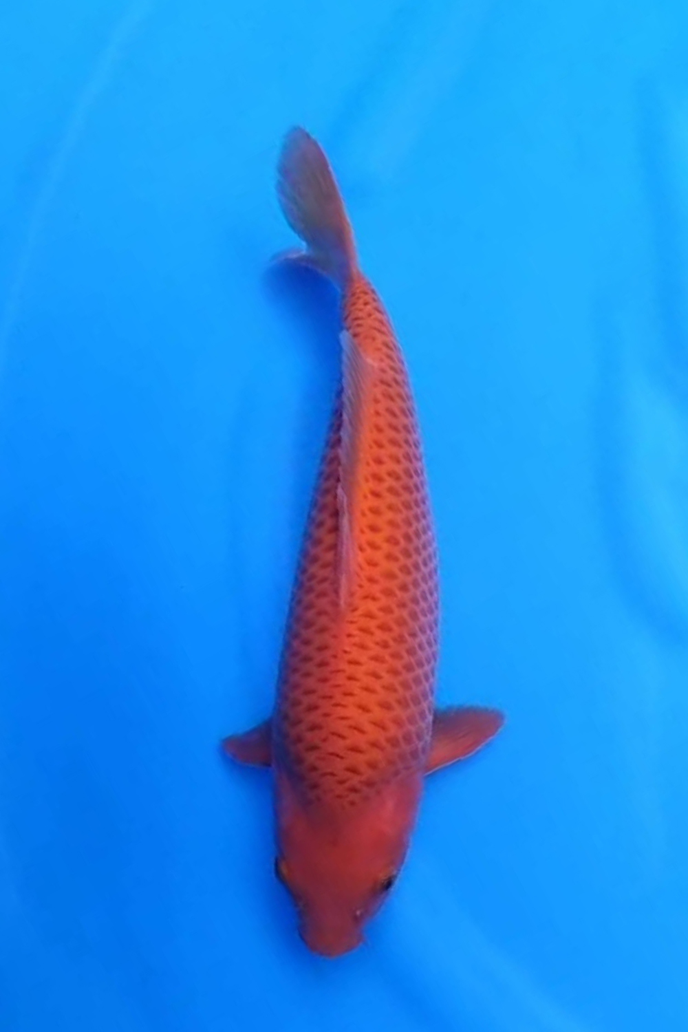 Best In Size E, 31 - 35 cm