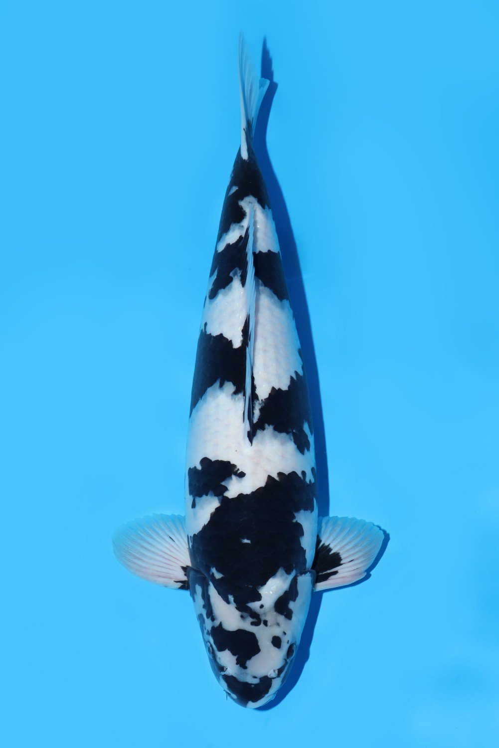 Juara 2