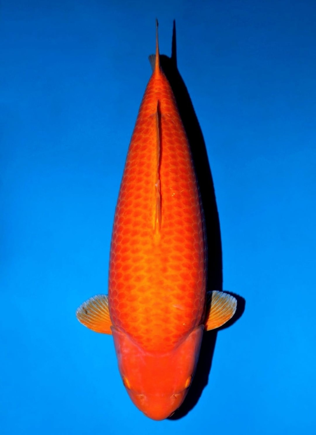 Juara 1