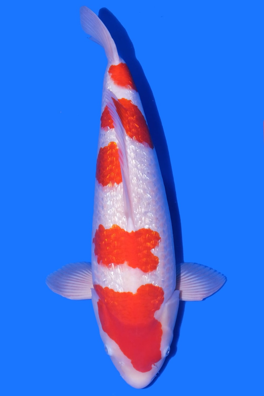 Juara 2