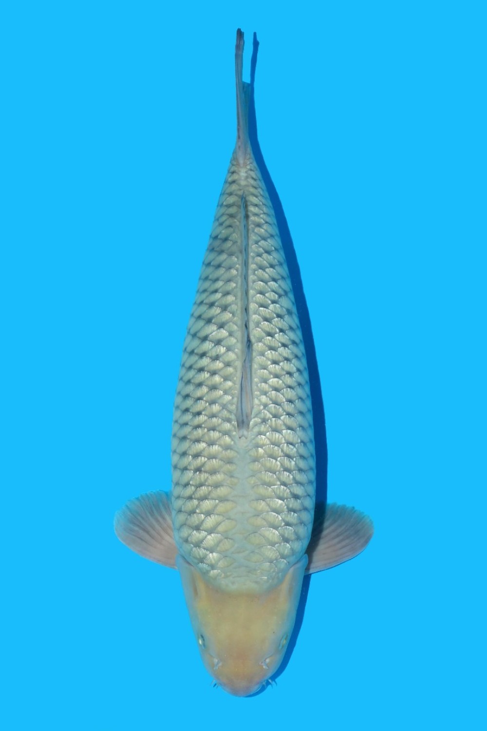 Juara 1