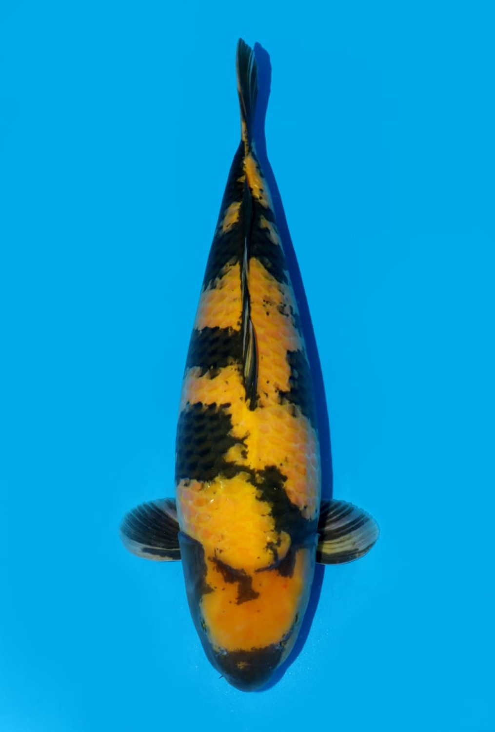 Best In Size D, 71 - 75 cm