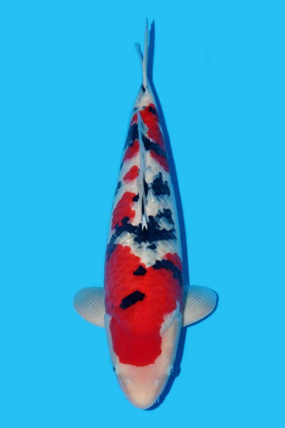 Juara 1