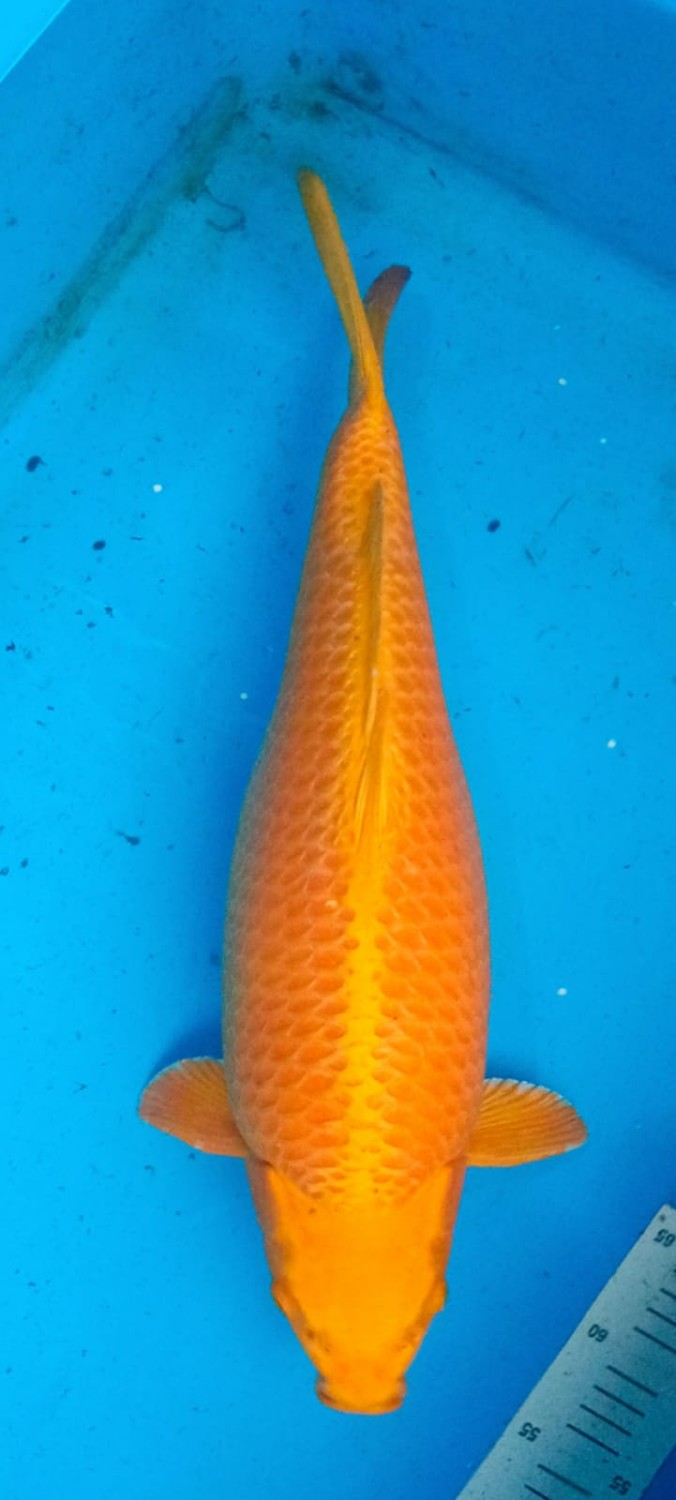 Juara 1