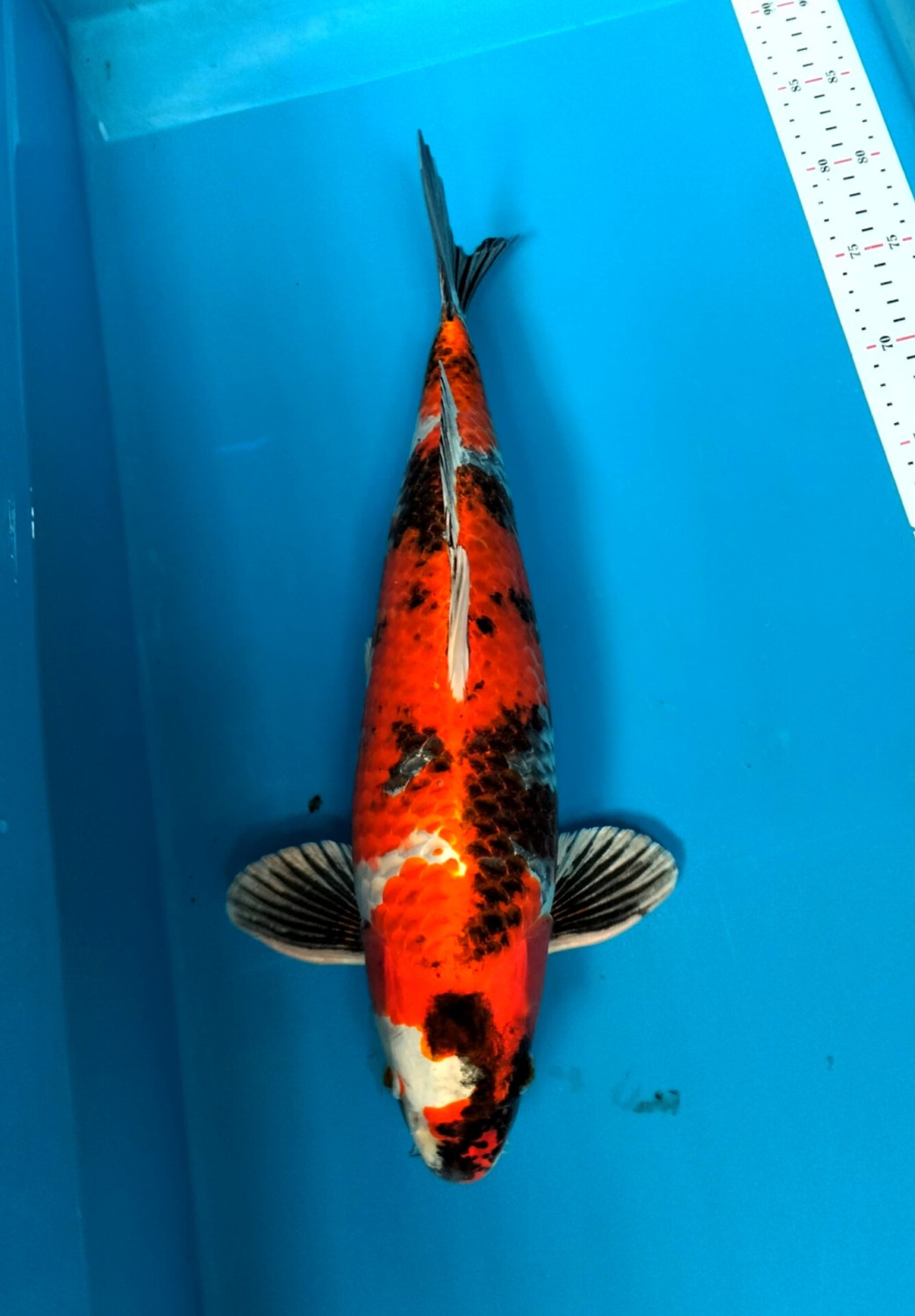 Juara 1