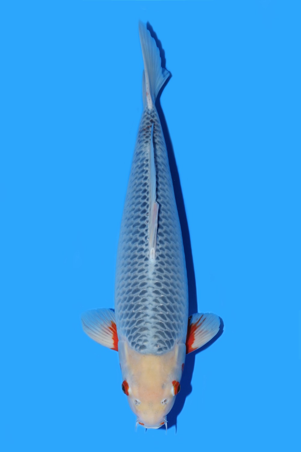 Juara 2