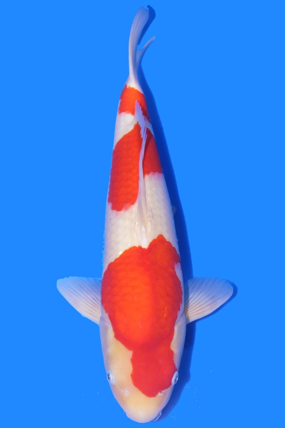 Juara 5