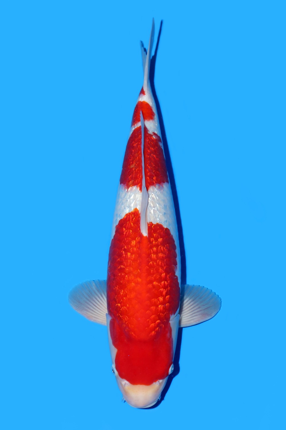 Juara 1