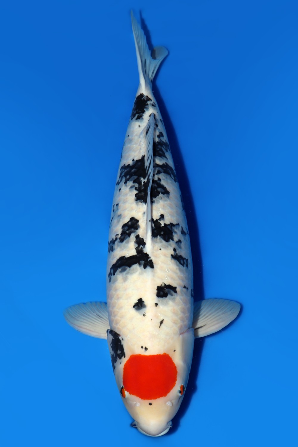 Juara 2