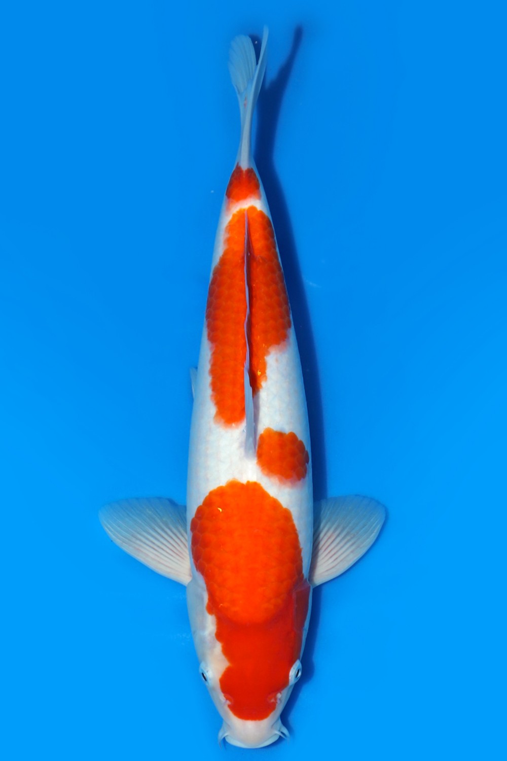 Juara 5
