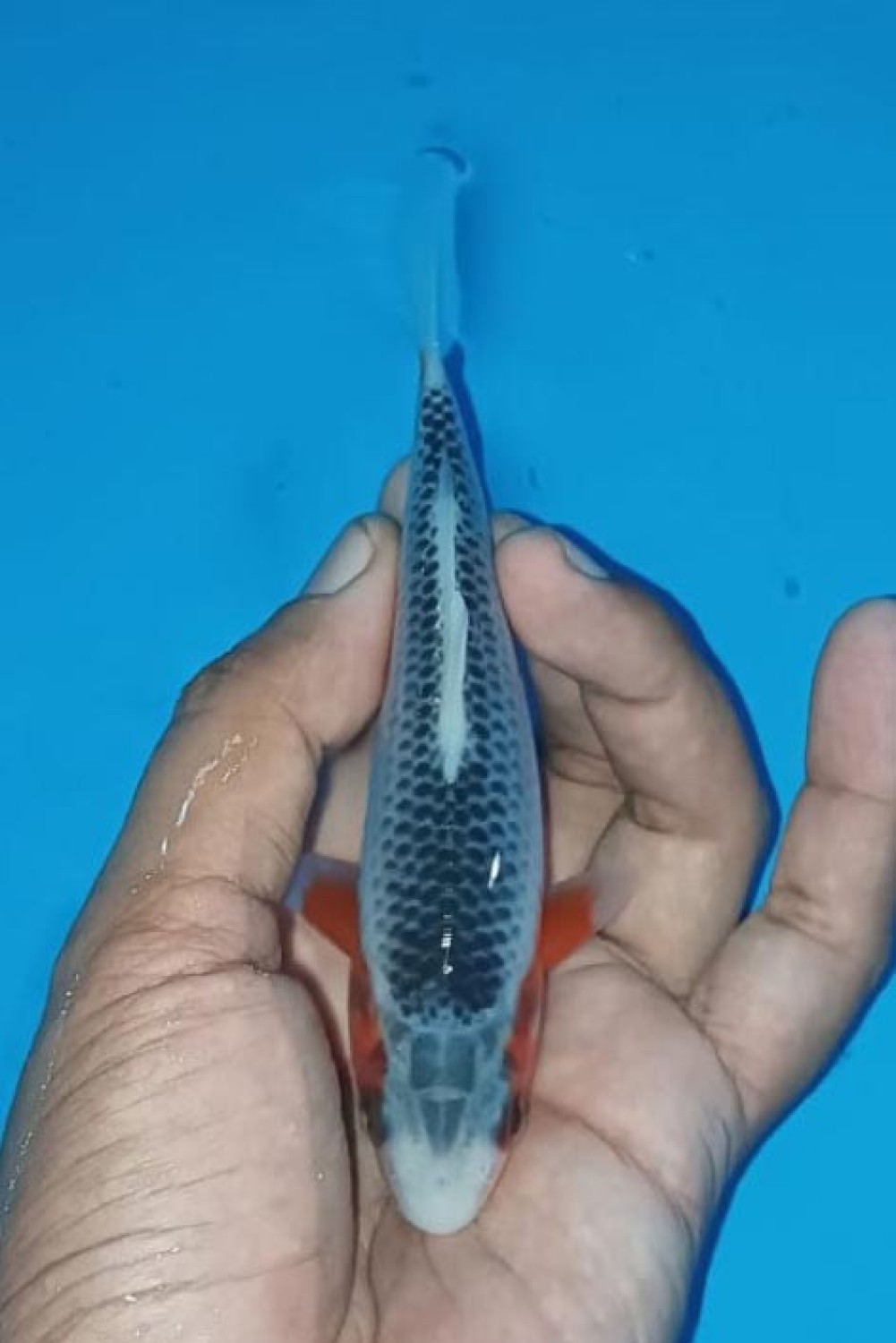 Juara 5