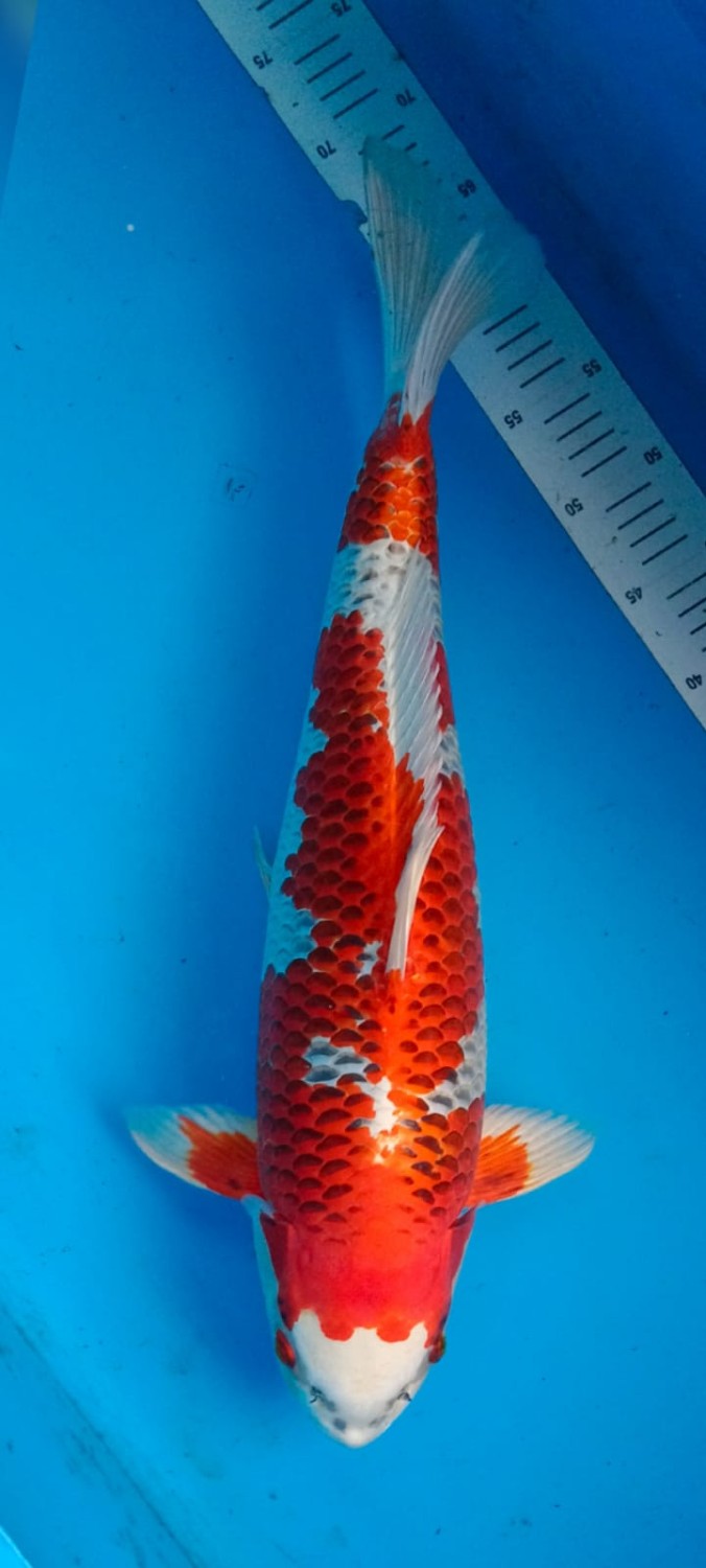 Juara 2