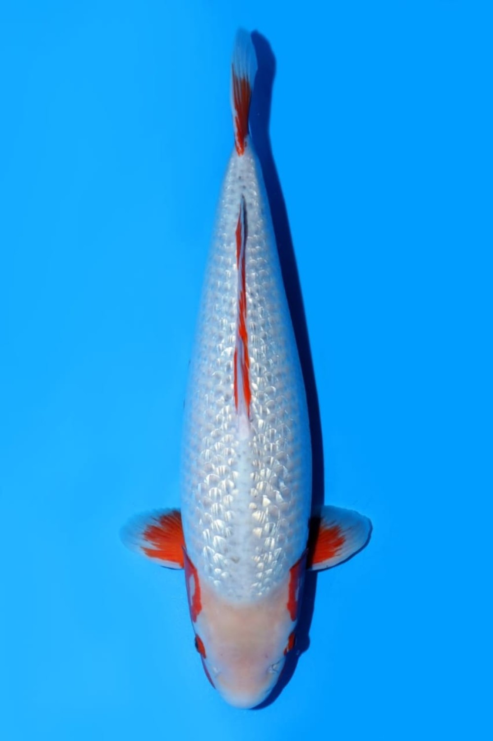 Juara 1