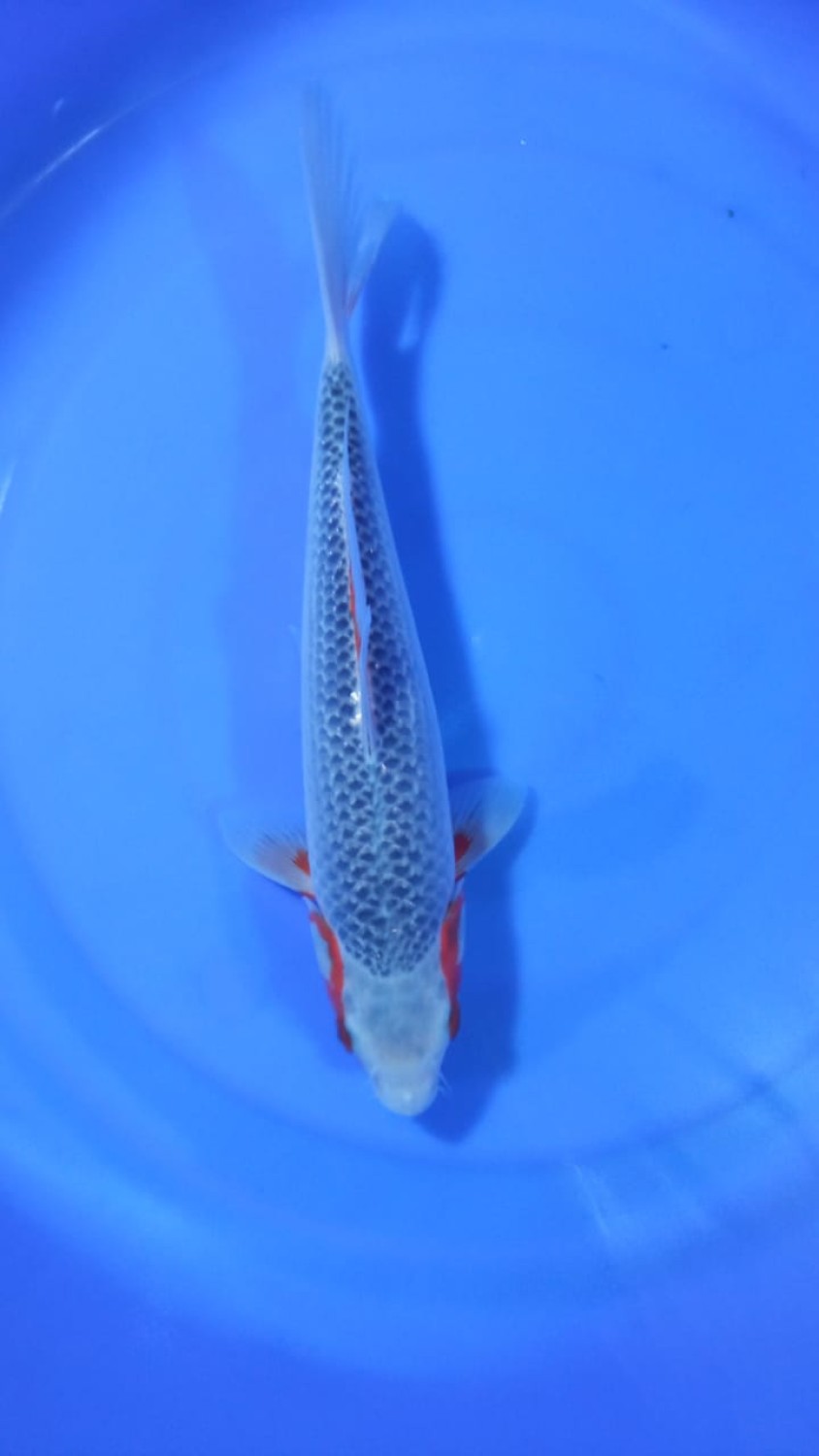 Juara 1