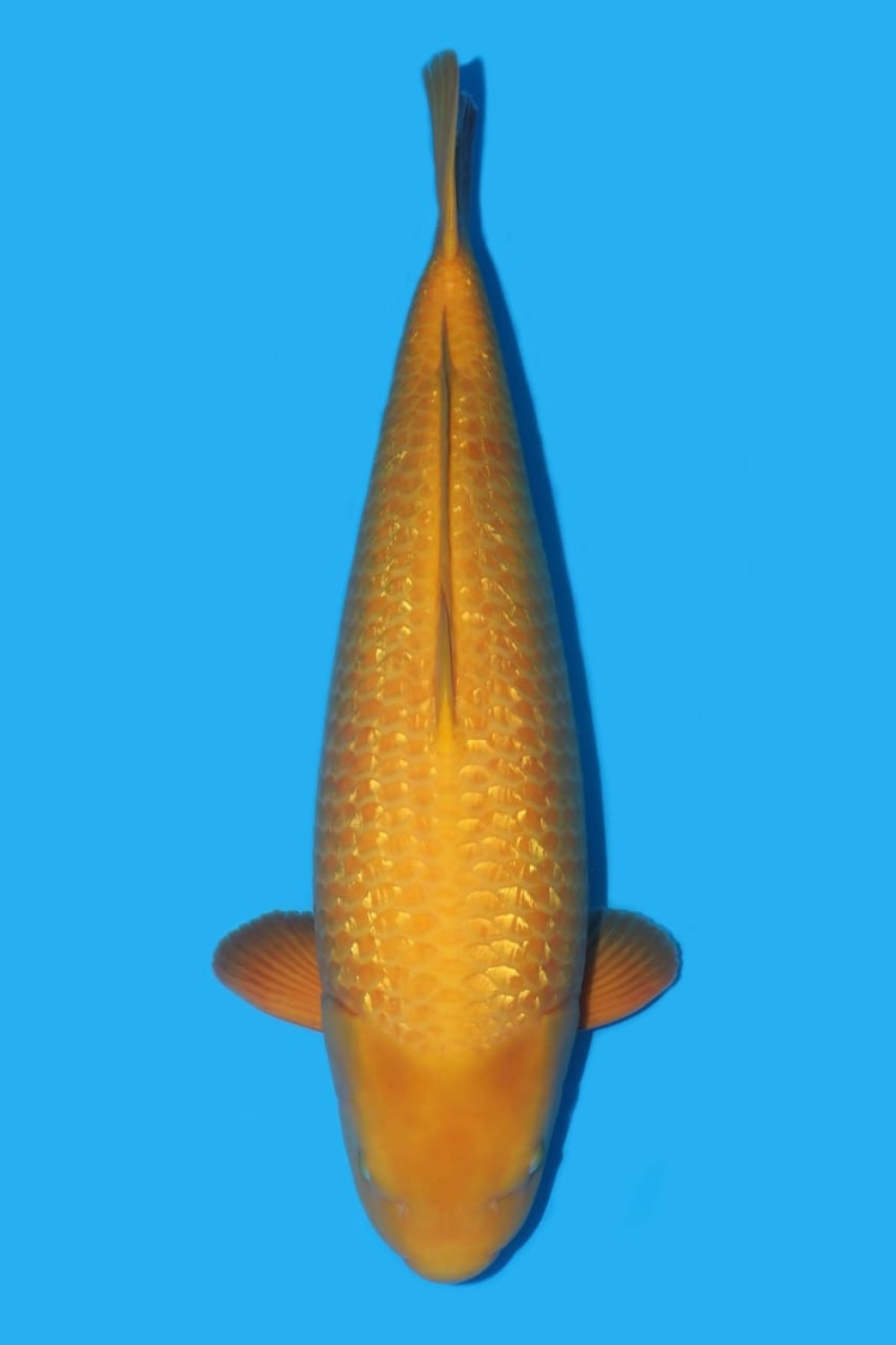 Best In Size E, 66 - 70 cm