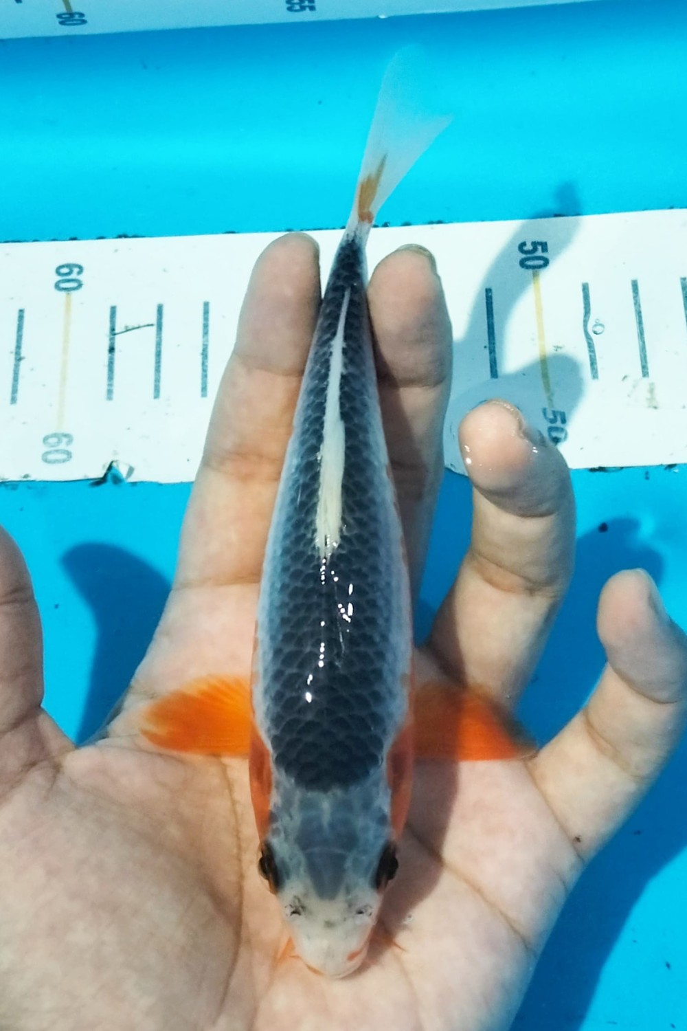 Juara 3