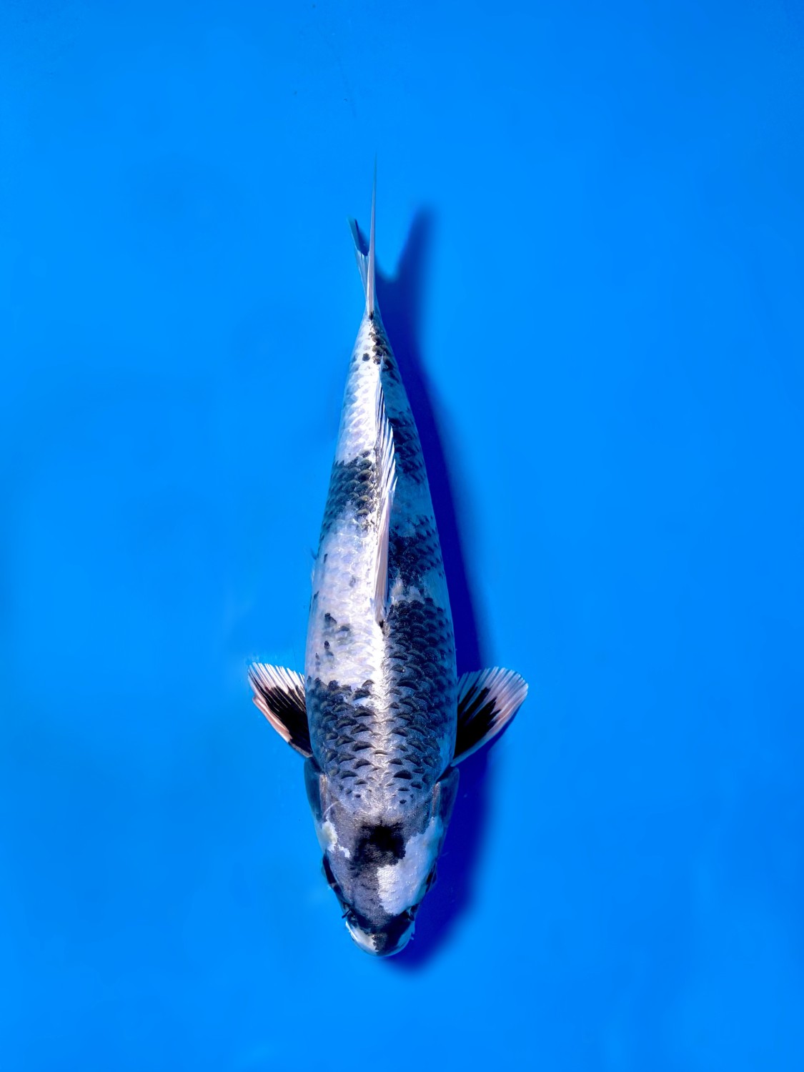 Juara 1
