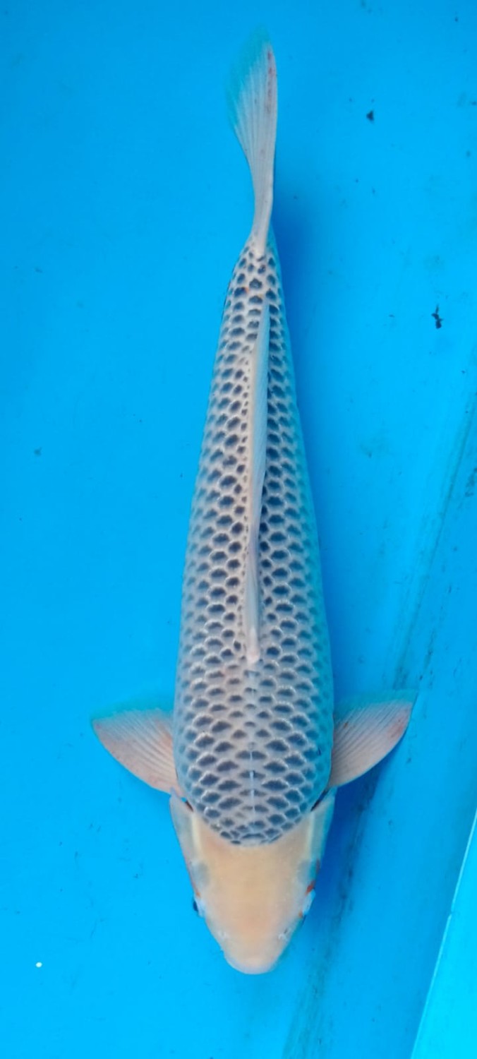 Juara 2