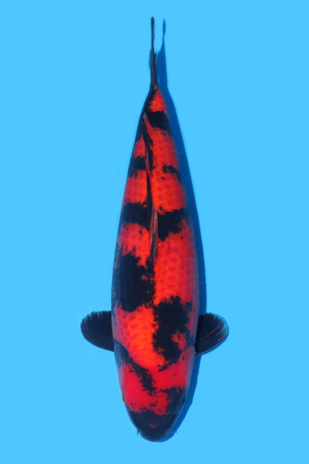 Juara 2