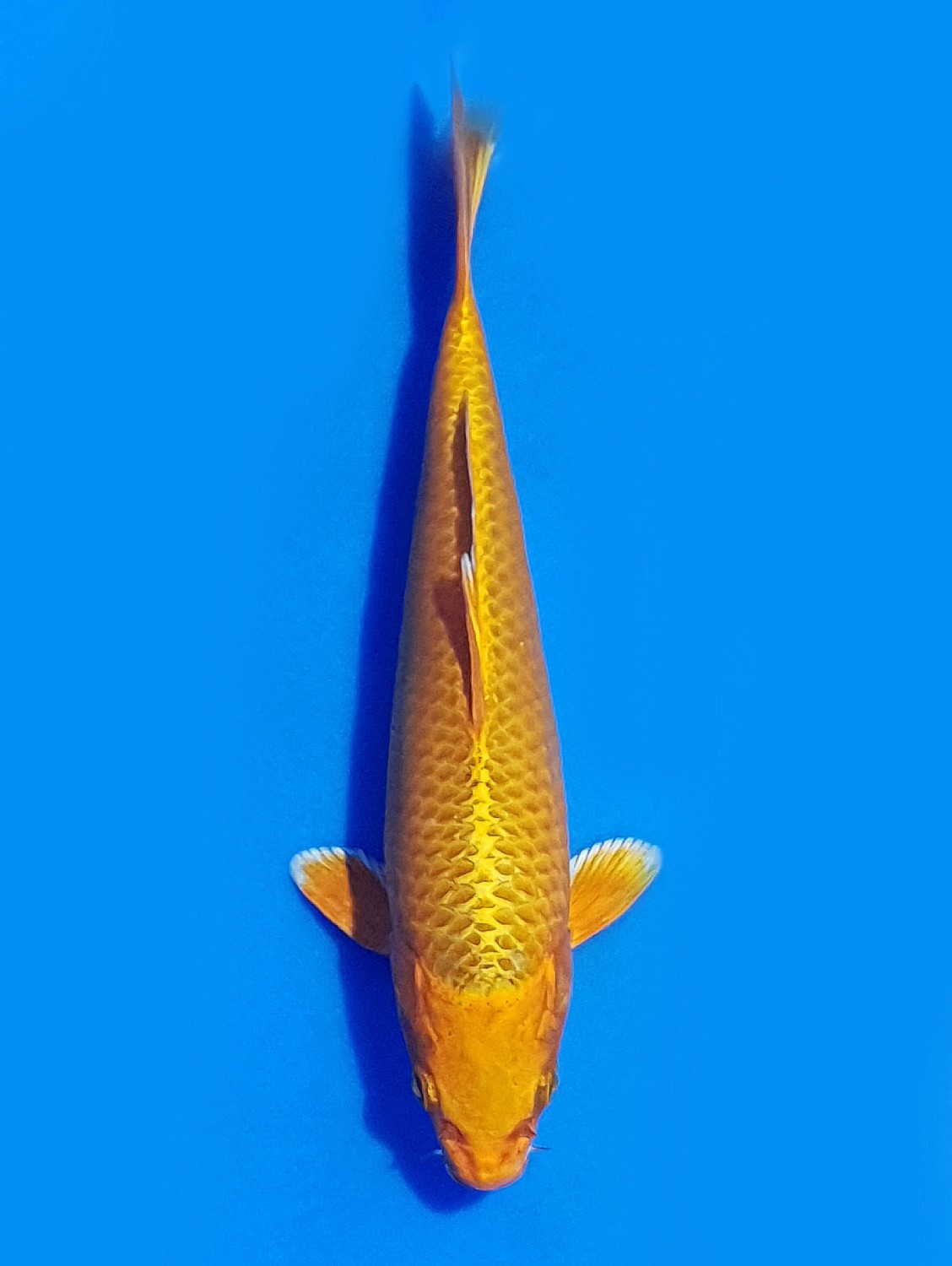 Juara 2