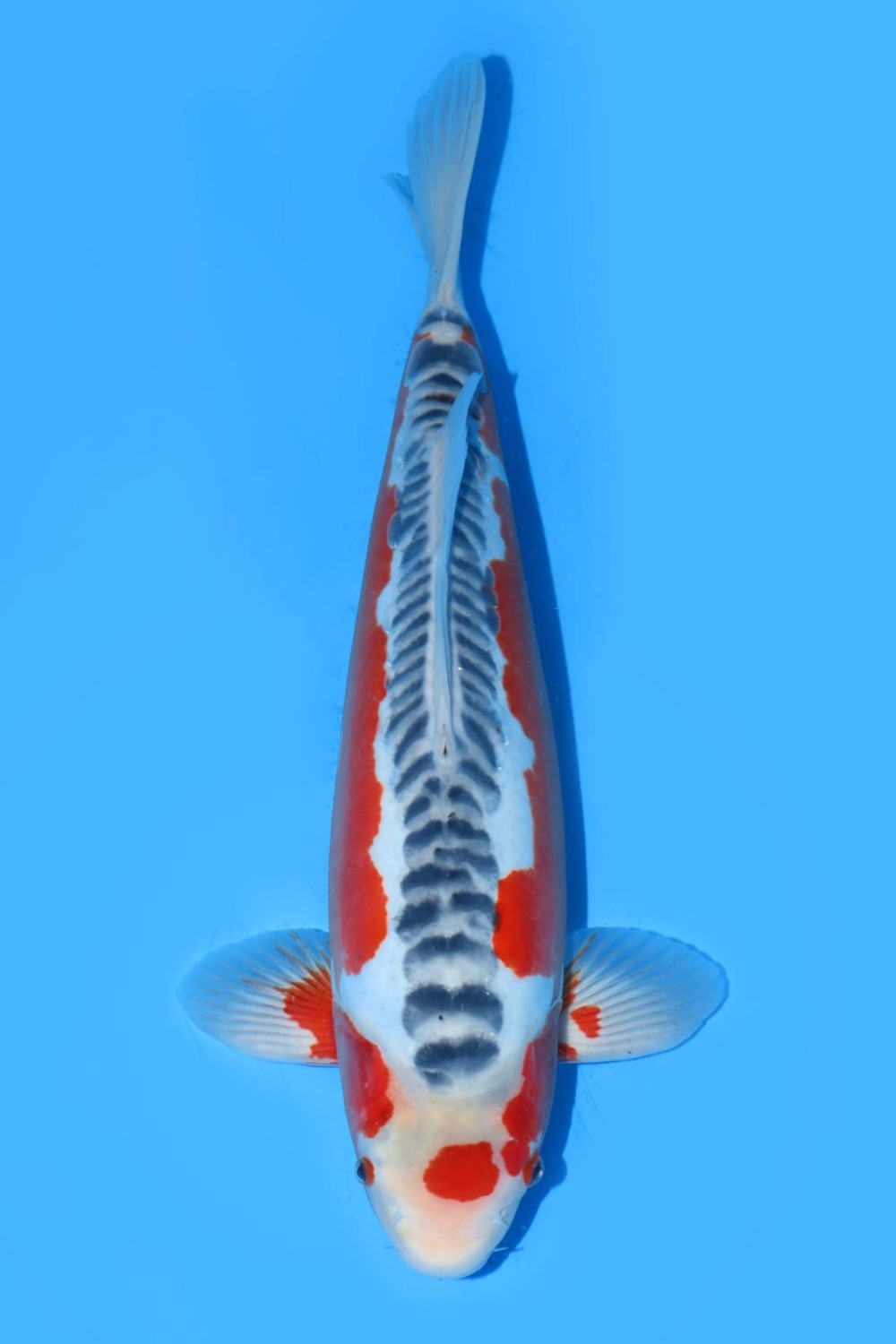 Juara 2