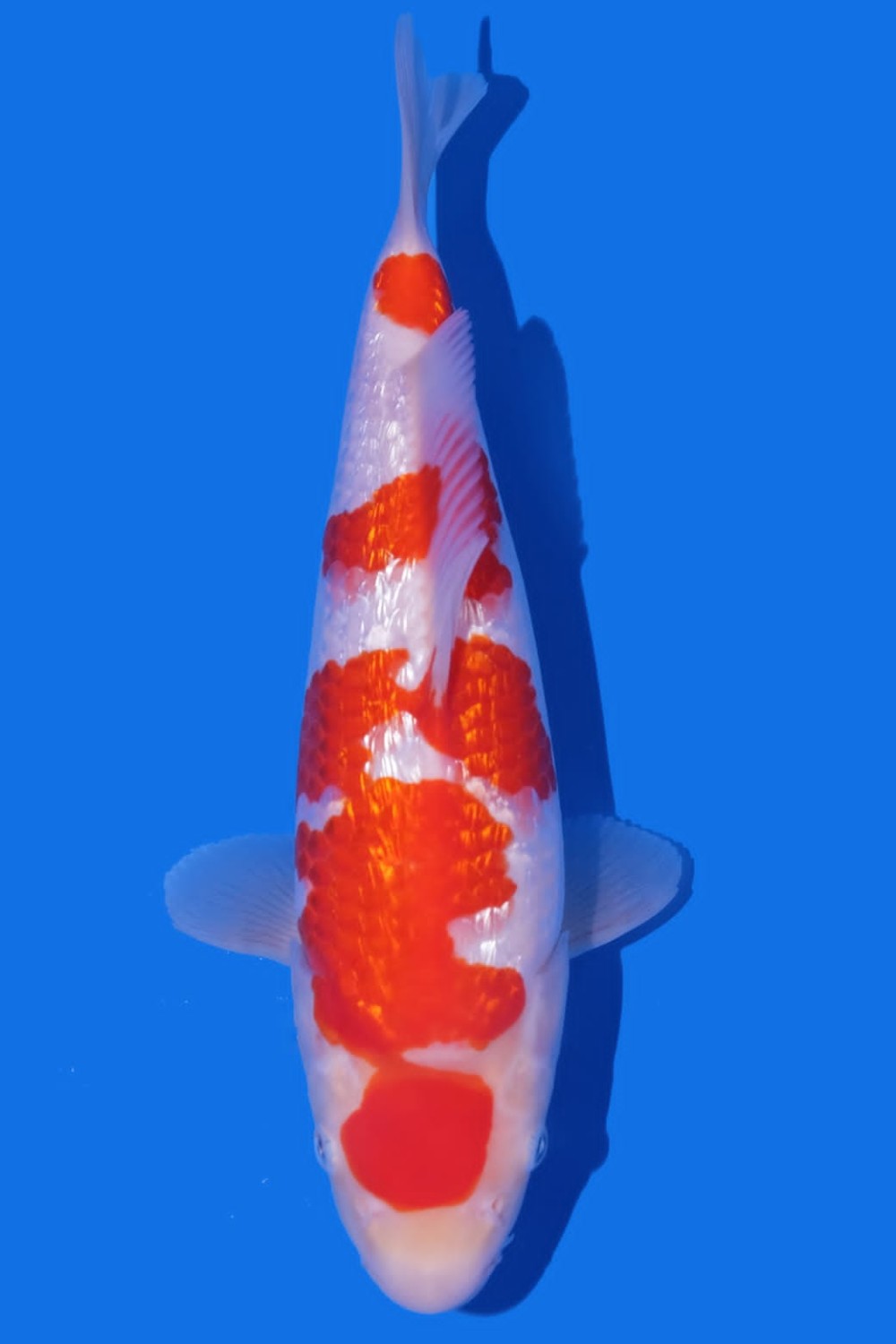 Juara 2