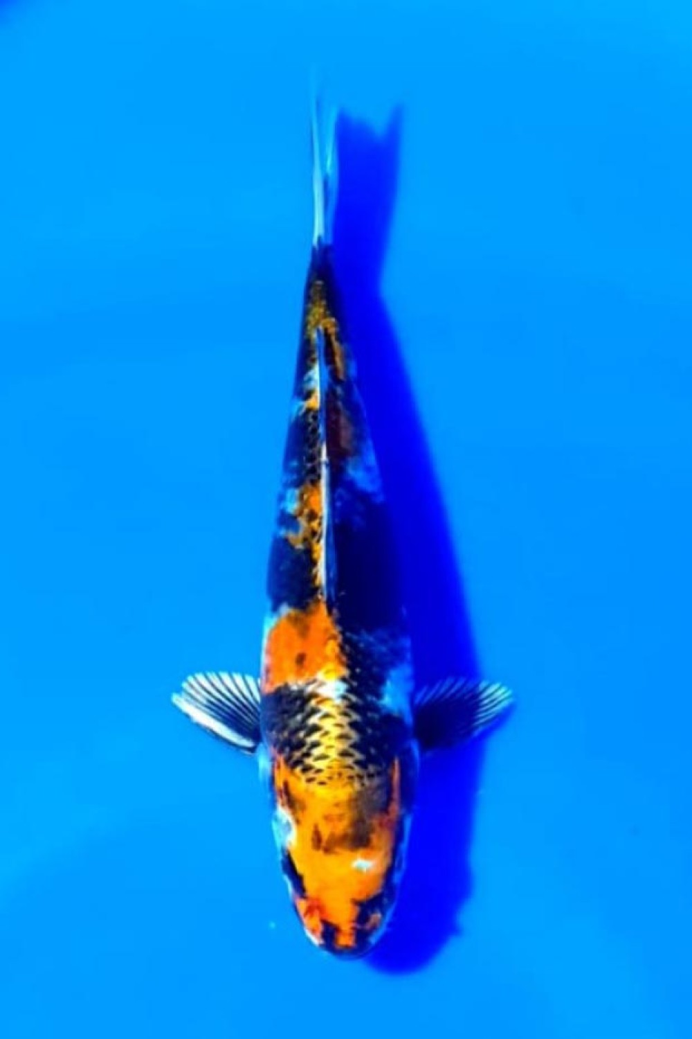 Juara 2
