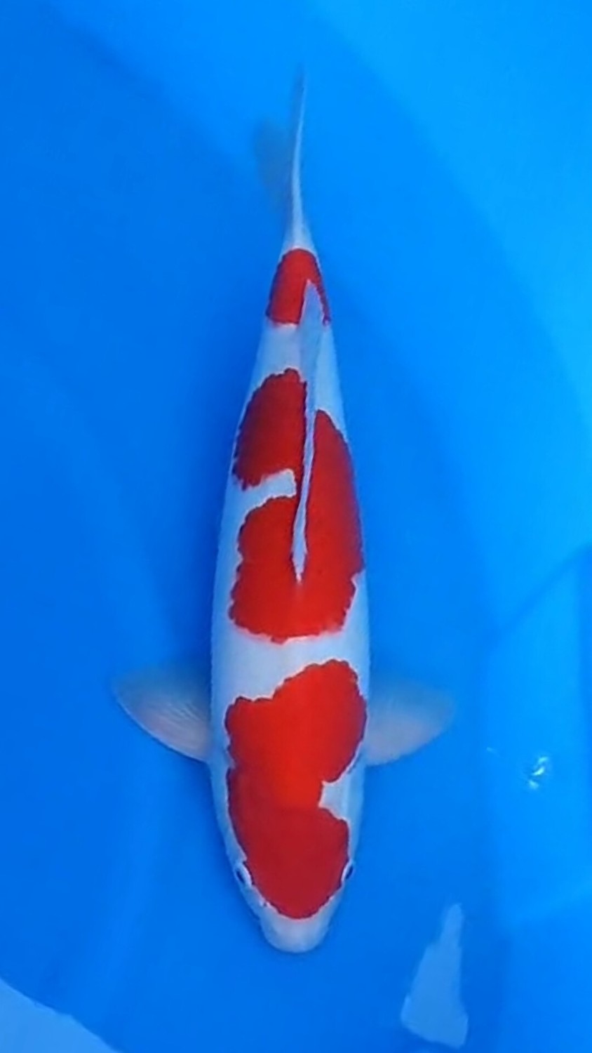 Juara 2