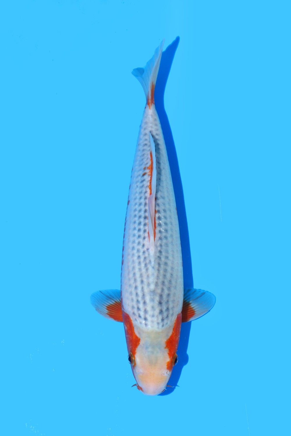 Juara 1