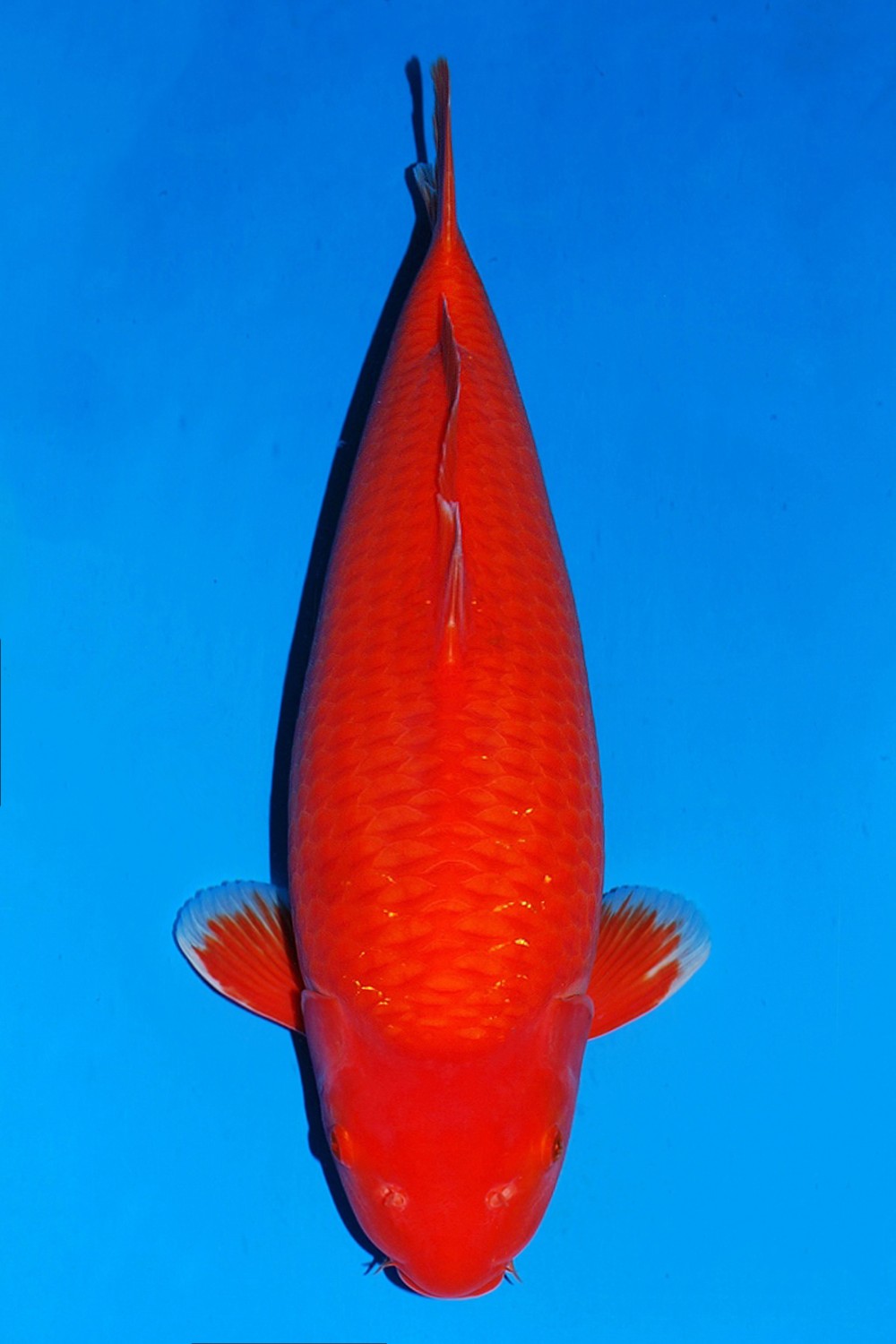 Juara 5