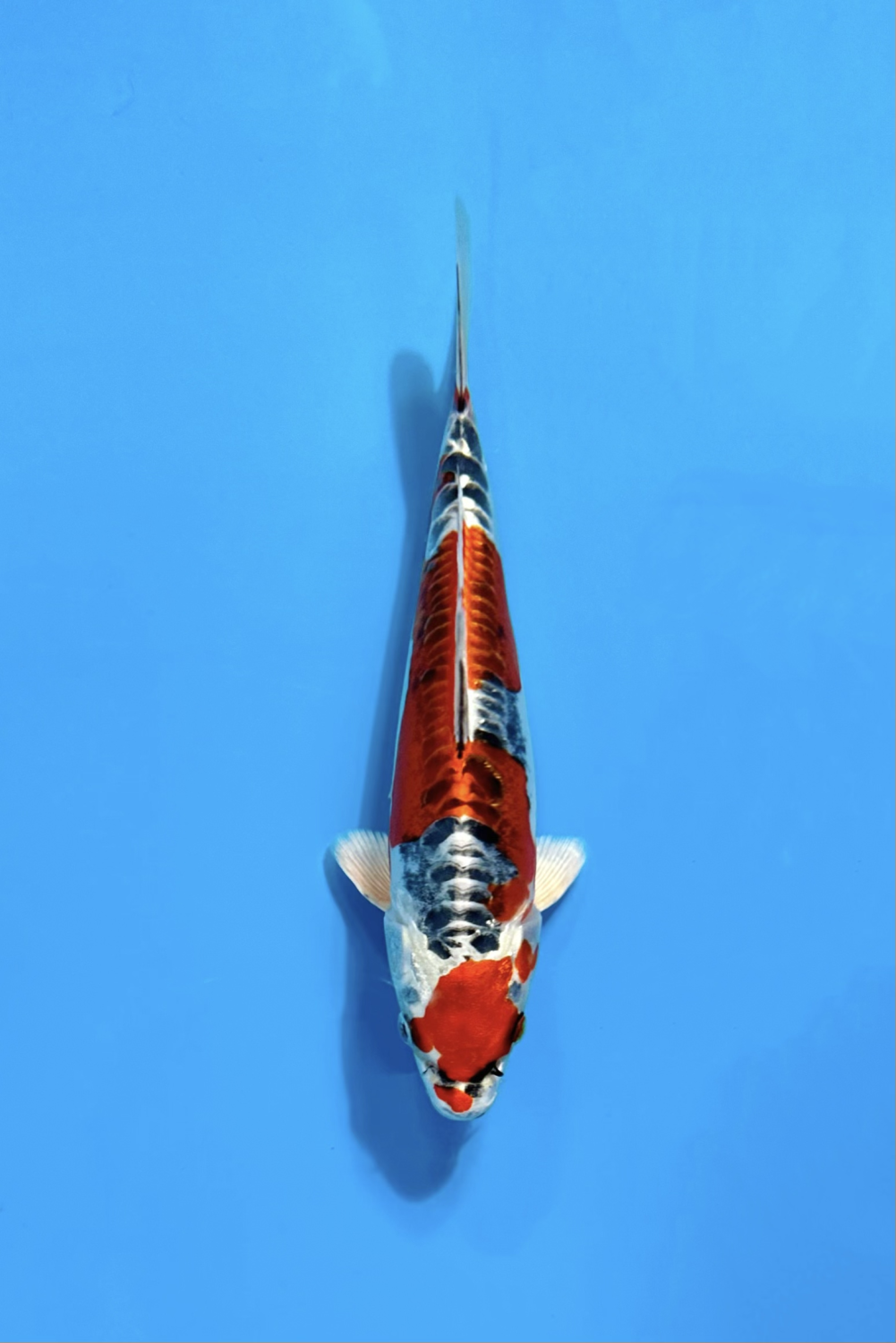 Juara 2