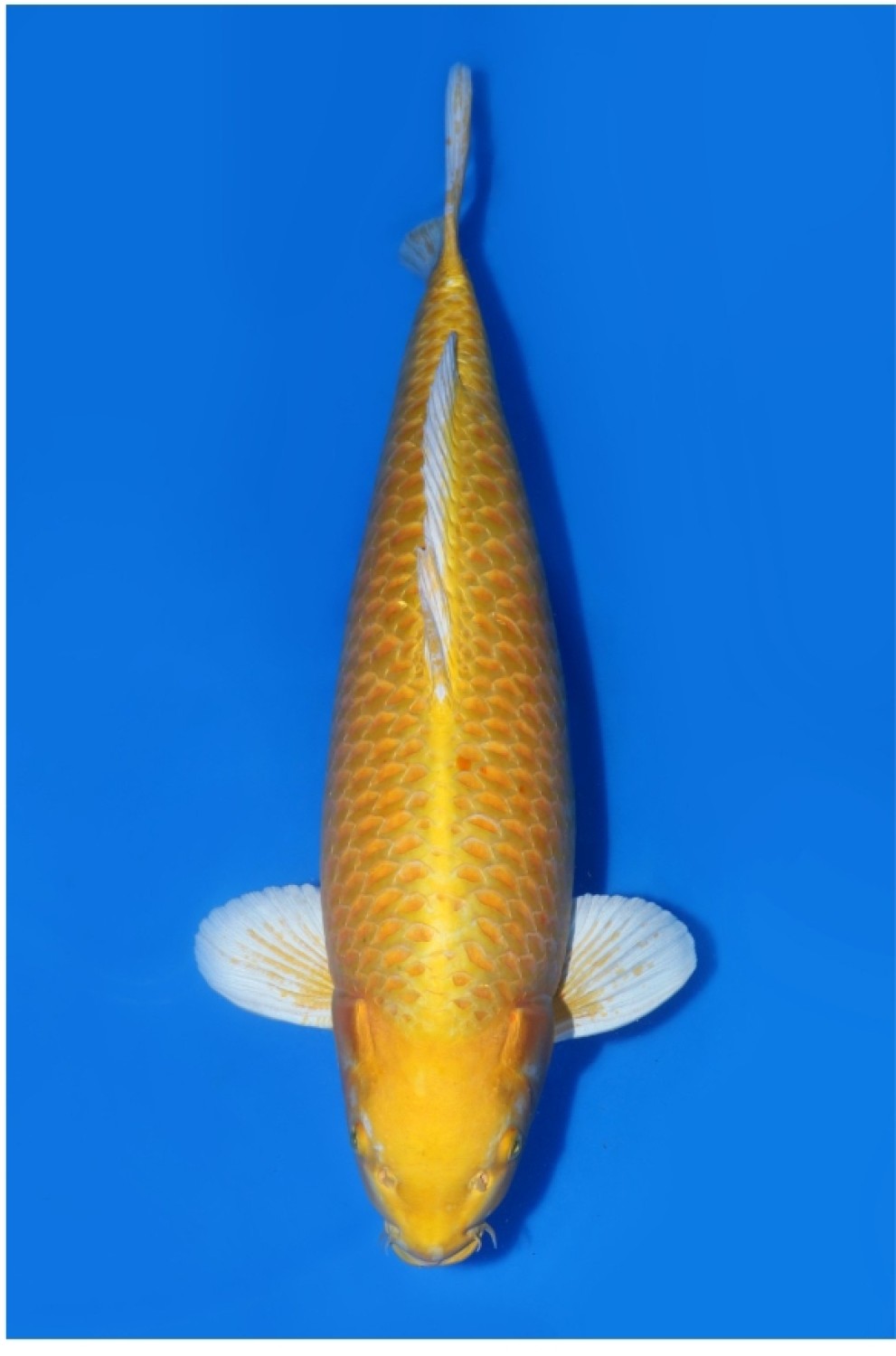 Juara 1