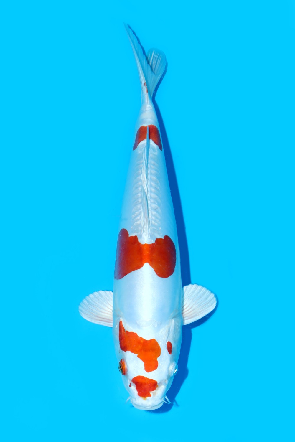 Juara 1