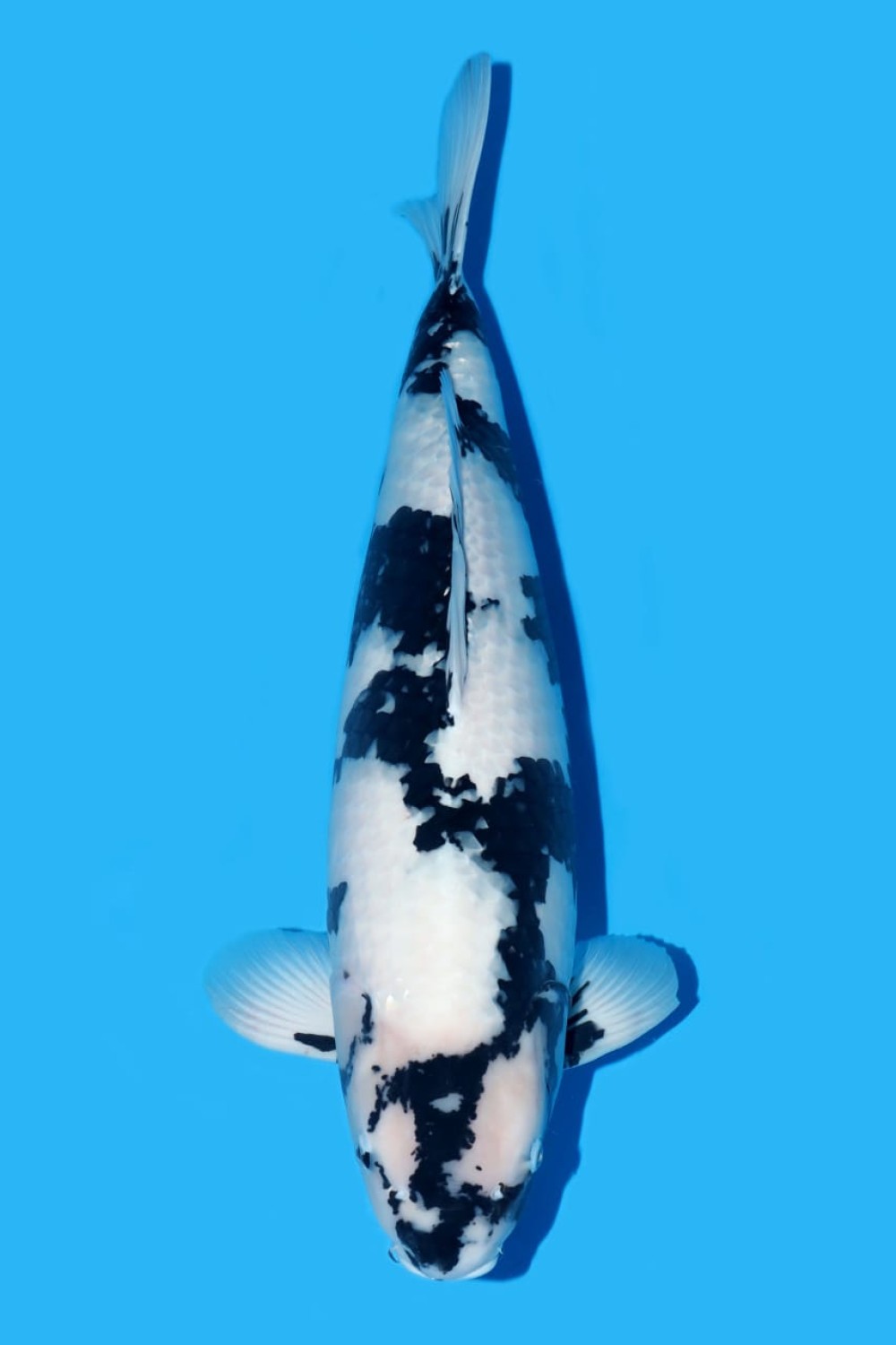 Juara 1