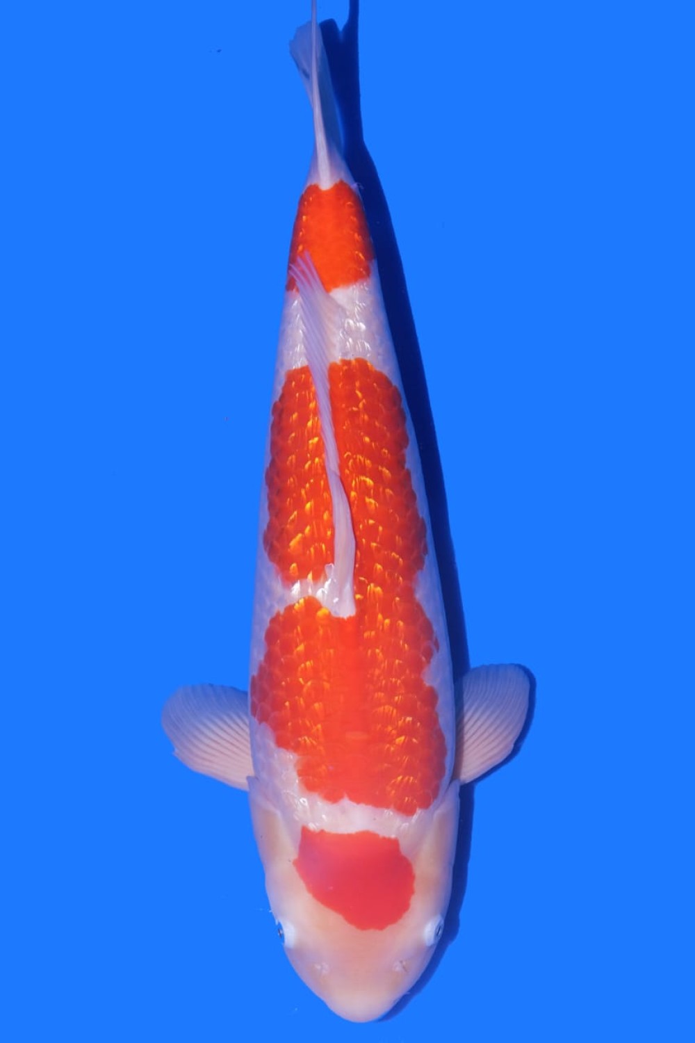Juara 3