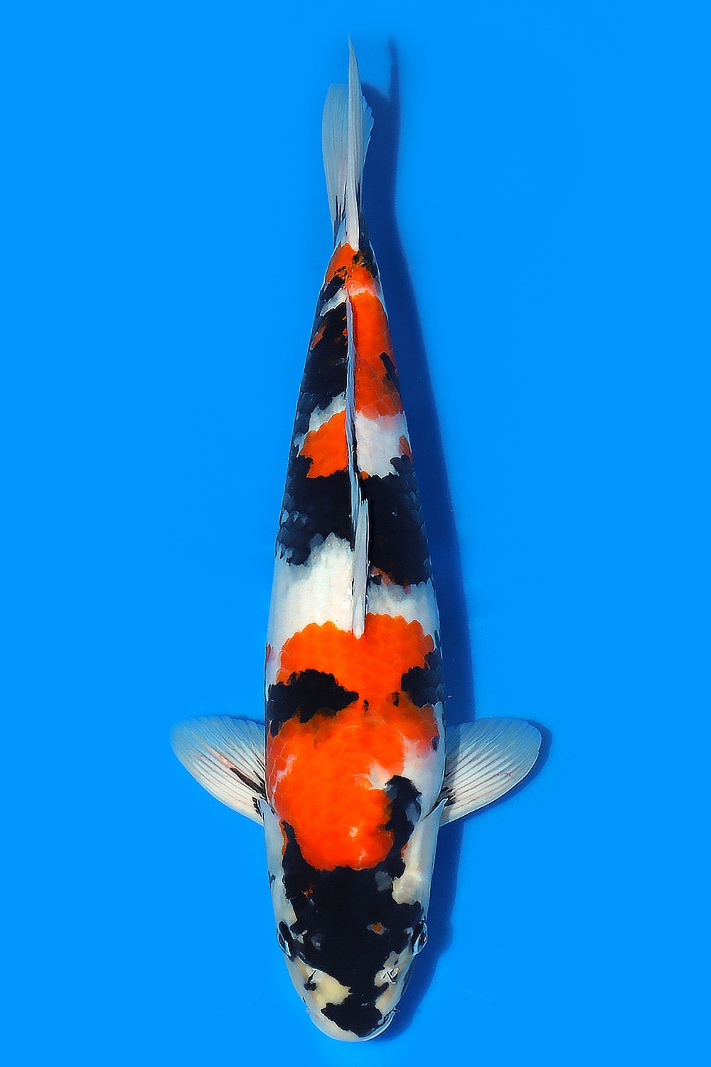 Juara 1