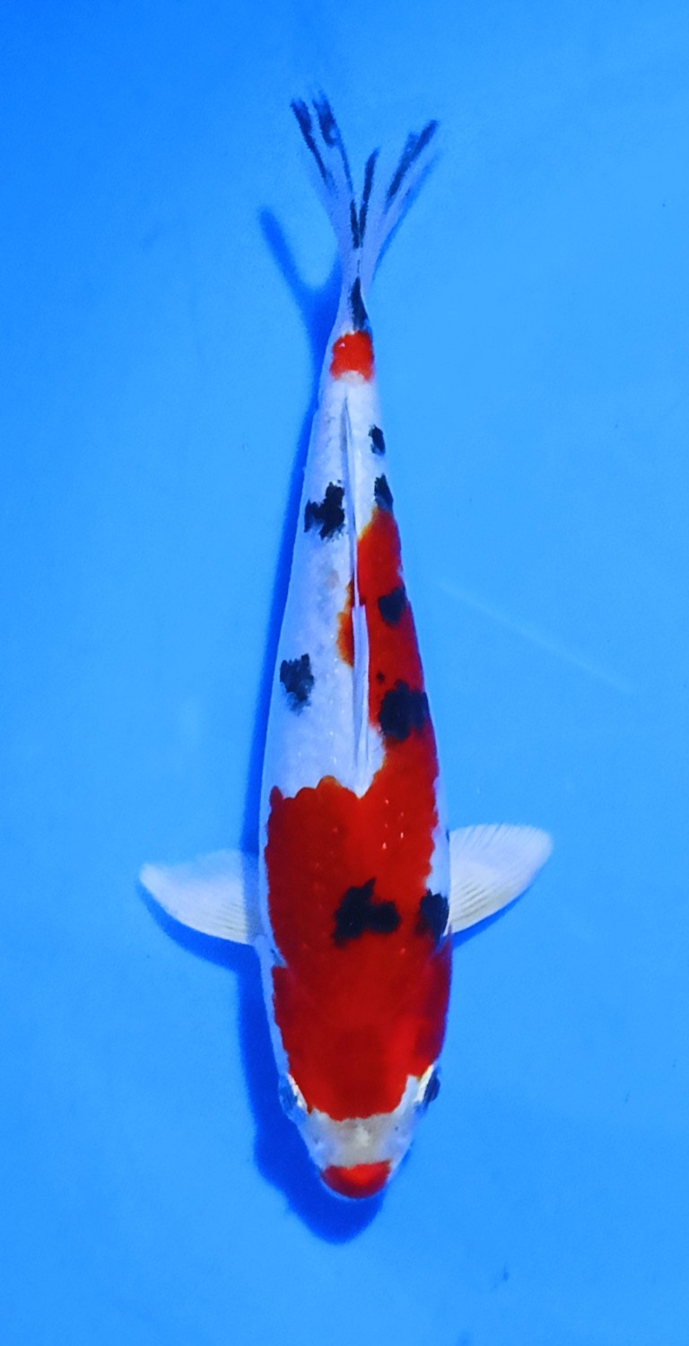 Juara 2