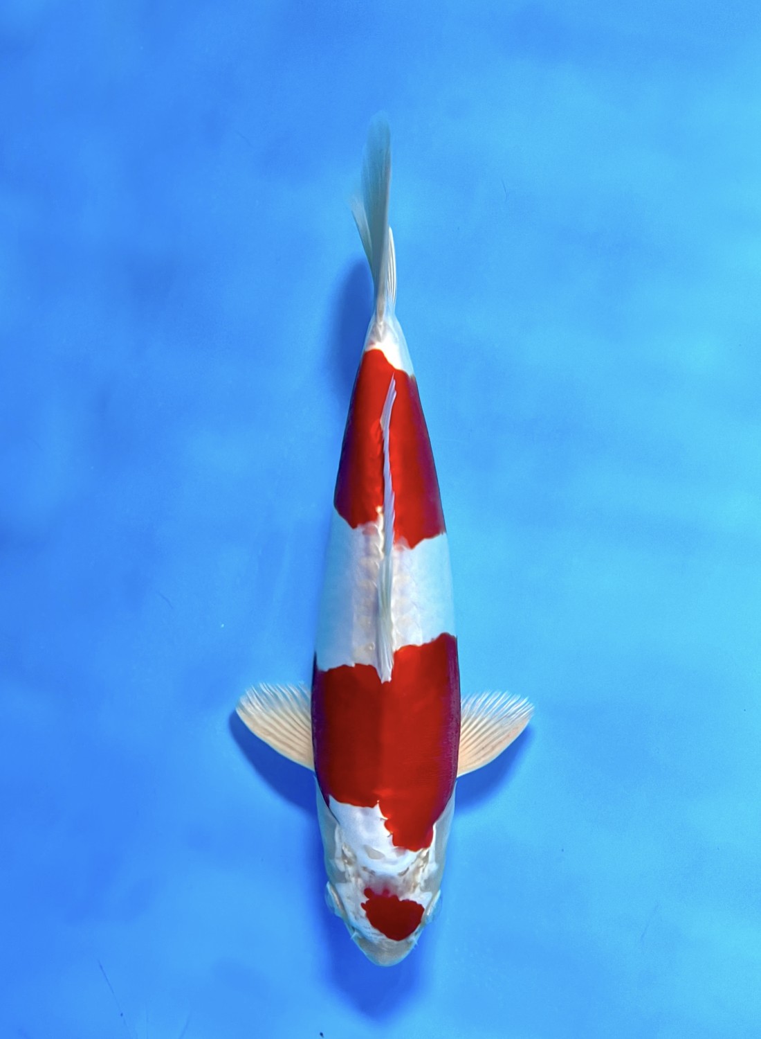 Juara 1