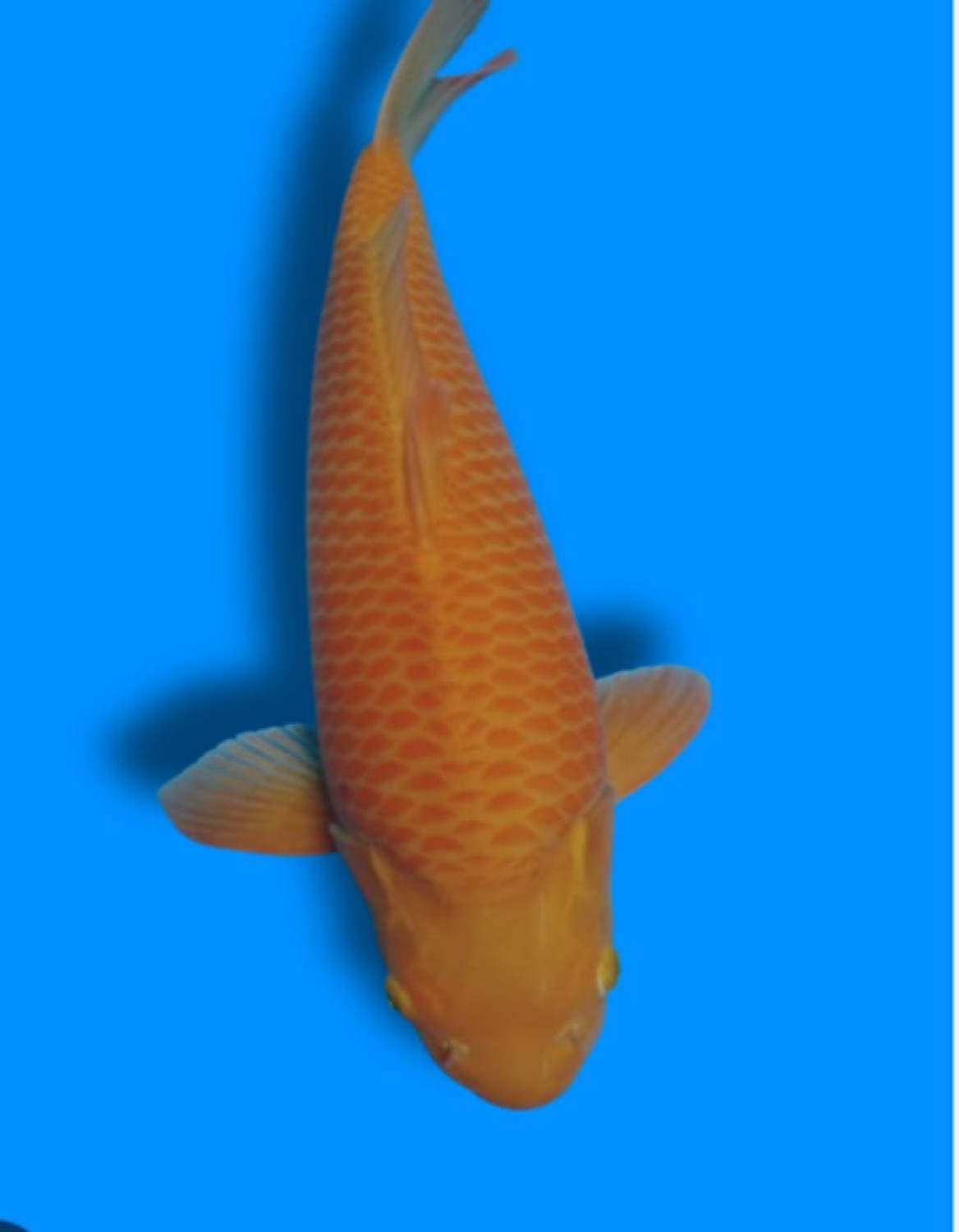 Juara 2