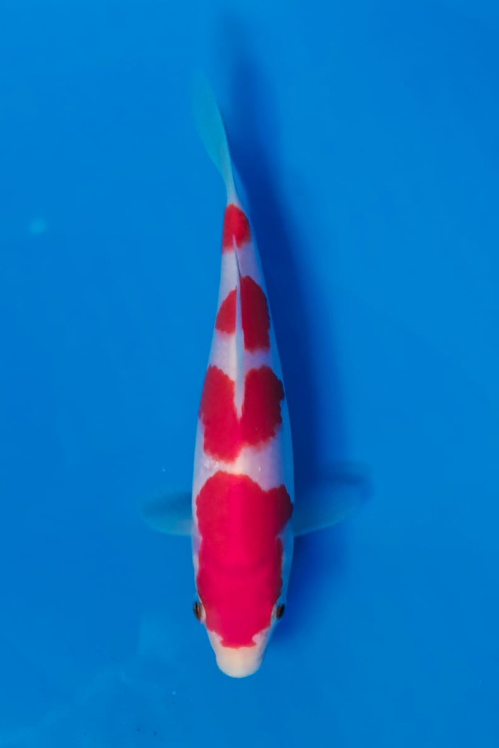 Best In Size A, Up To 15 cm