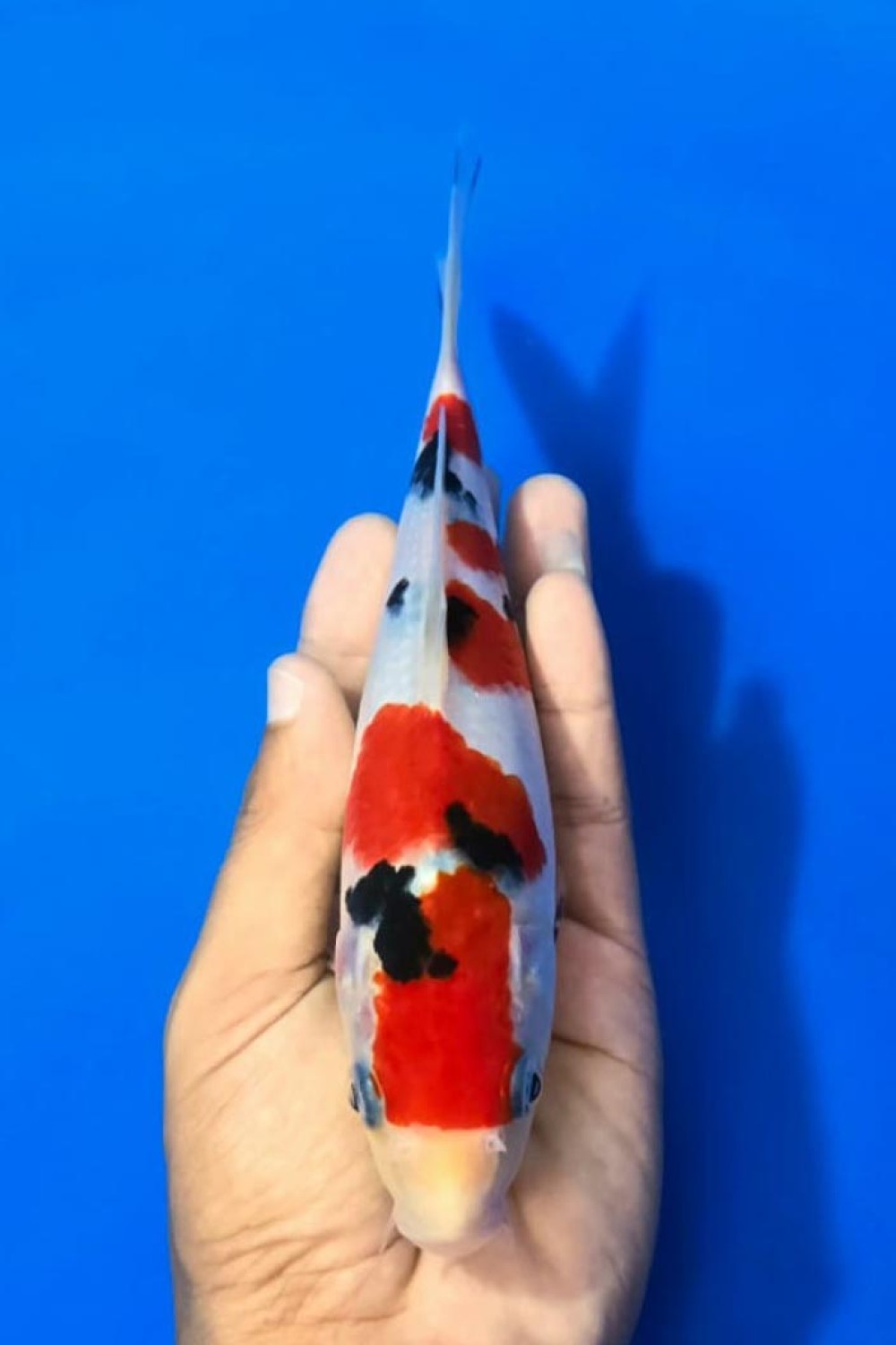 Juara 3
