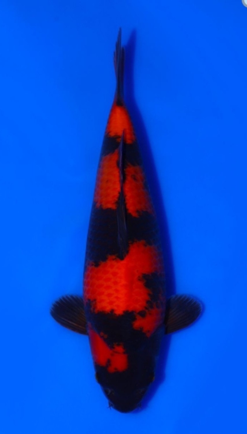 Juara 3