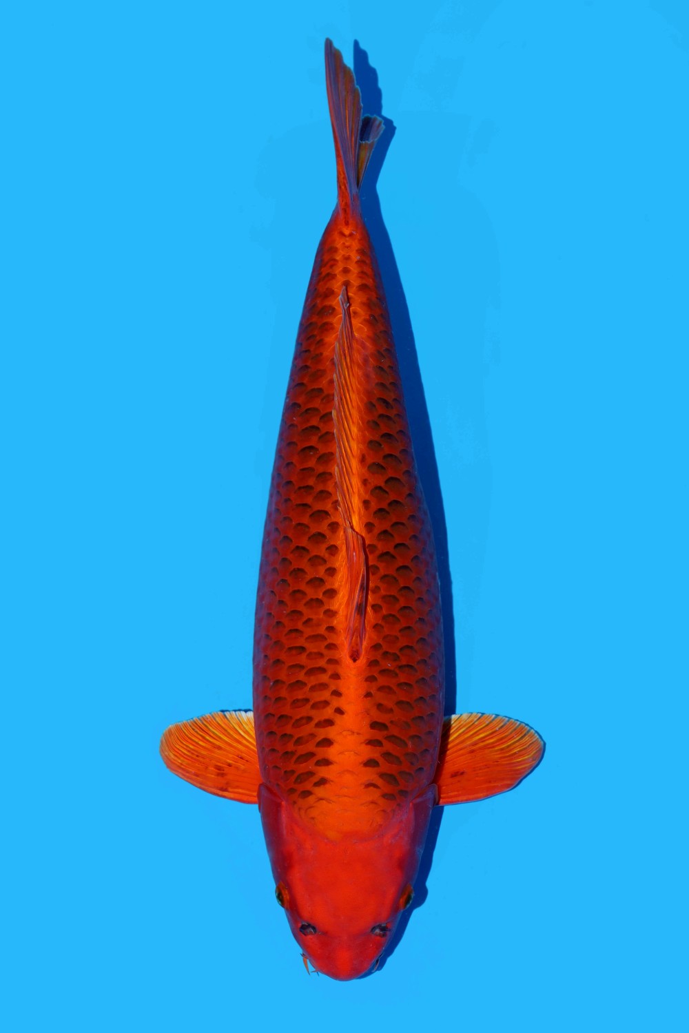 Juara 2