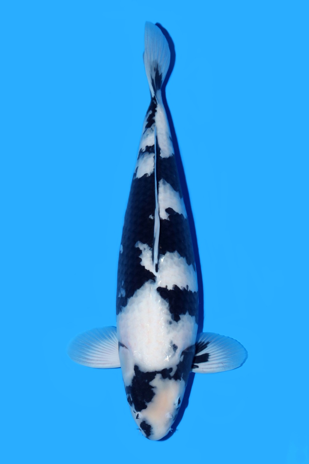 Juara 1