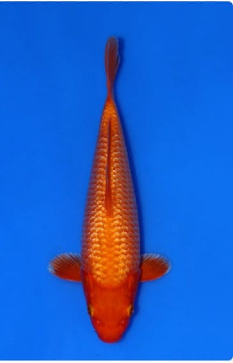 Juara 3