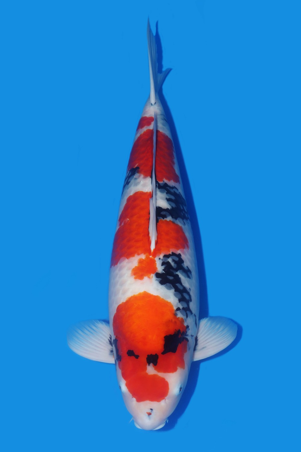 Best In Size A, 76 - 80 cm
