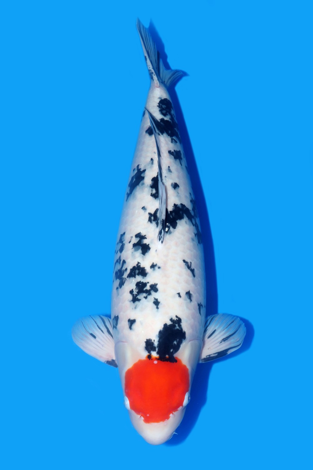 Best In Size C, 71 - 75 cm