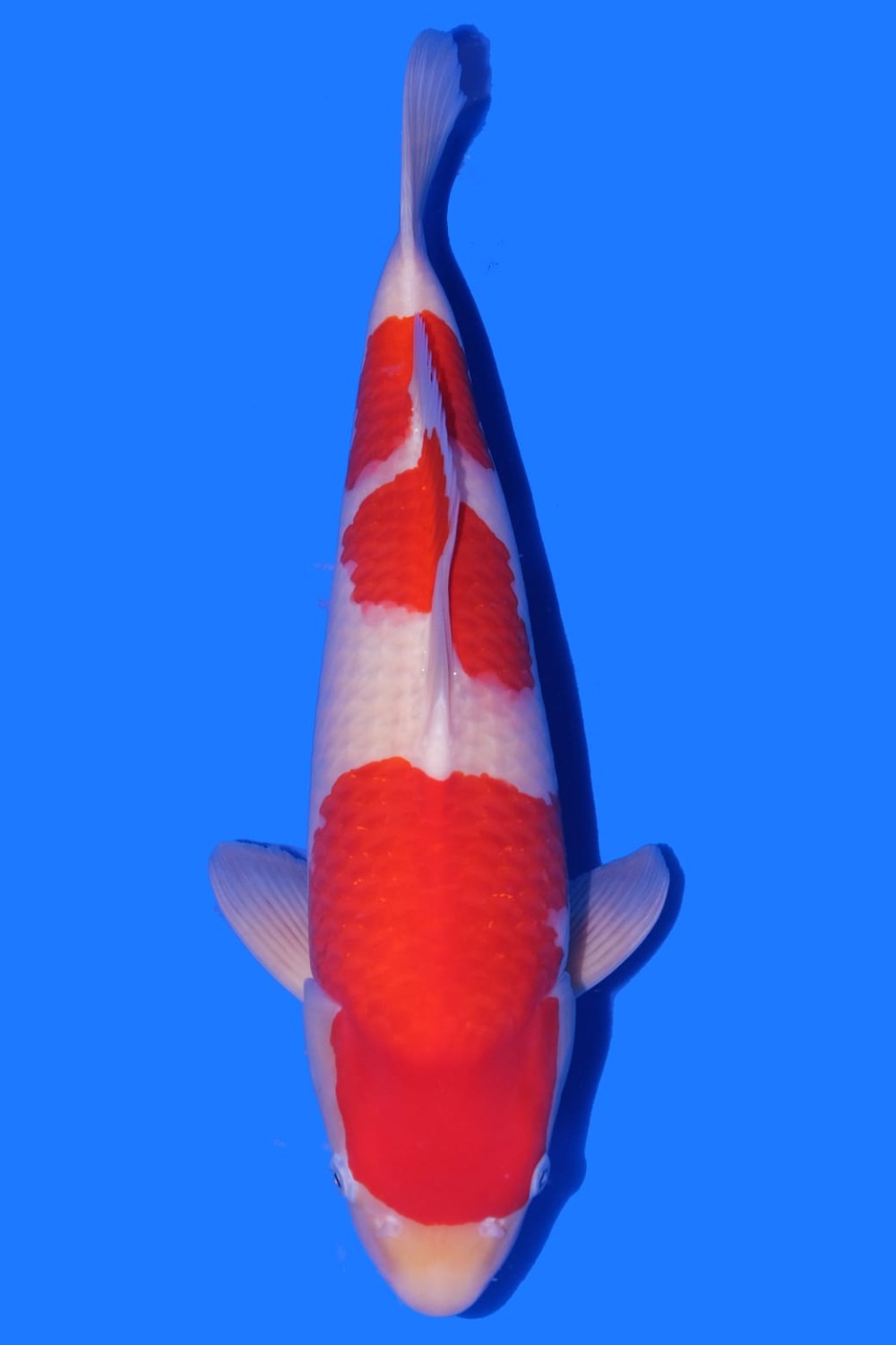 Juara 2