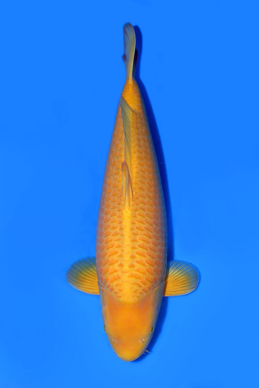 Juara 1