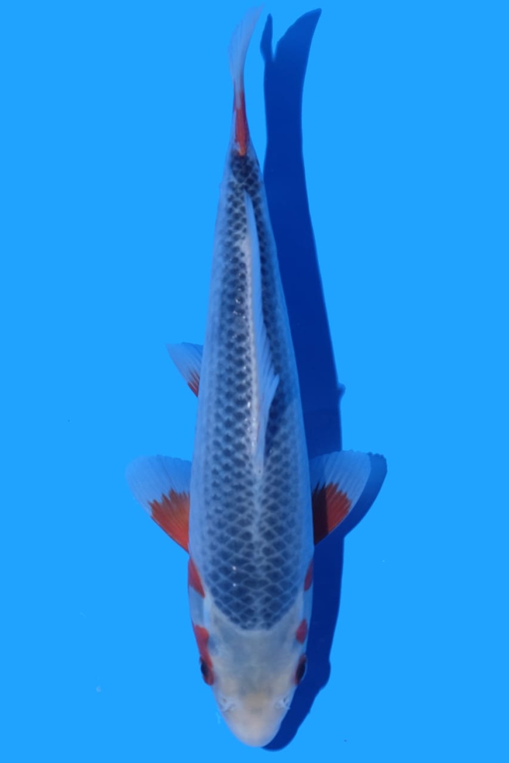 Juara 1